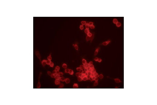 Immunofluorescence Image 1: c-Cbl Antibody