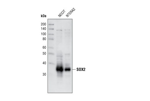 Western Blotting Image 2: Sox2 Antibody