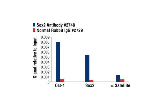 Chromatin Immunoprecipitation Image 1: Sox2 Antibody