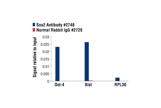 Chromatin Immunoprecipitation Image 2: Sox2 Antibody