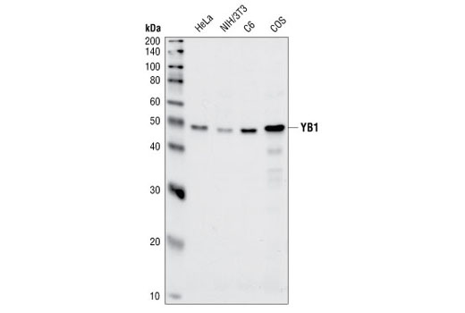 Western Blotting Image 1: YB1 Antibody