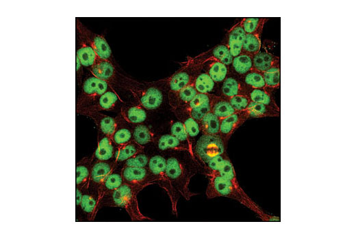 Immunofluorescence Image 1: Oct-4 Antibody
