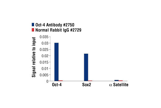 Chromatin Immunoprecipitation Image 1: Oct-4 Antibody