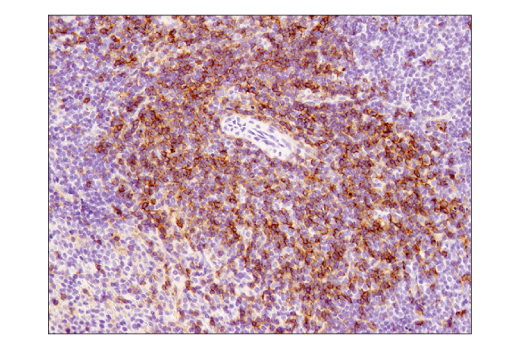 Immunohistochemistry Image 3: CD4 (D7D2Z) Rabbit mAb (BSA and Azide Free)
