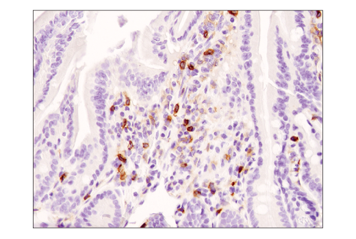 Immunohistochemistry Image 6: CD4 (D7D2Z) Rabbit mAb (BSA and Azide Free)