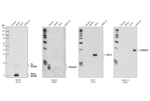  Image 3: CRL4/CRBN Targeted Protein Degradation Complex Antibody Sampler Kit