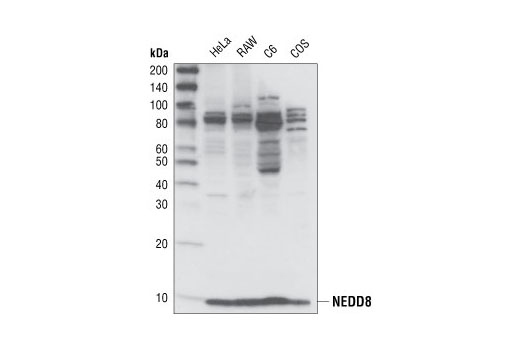  Image 13: Protein Folding and Stability Antibody Sampler Kit