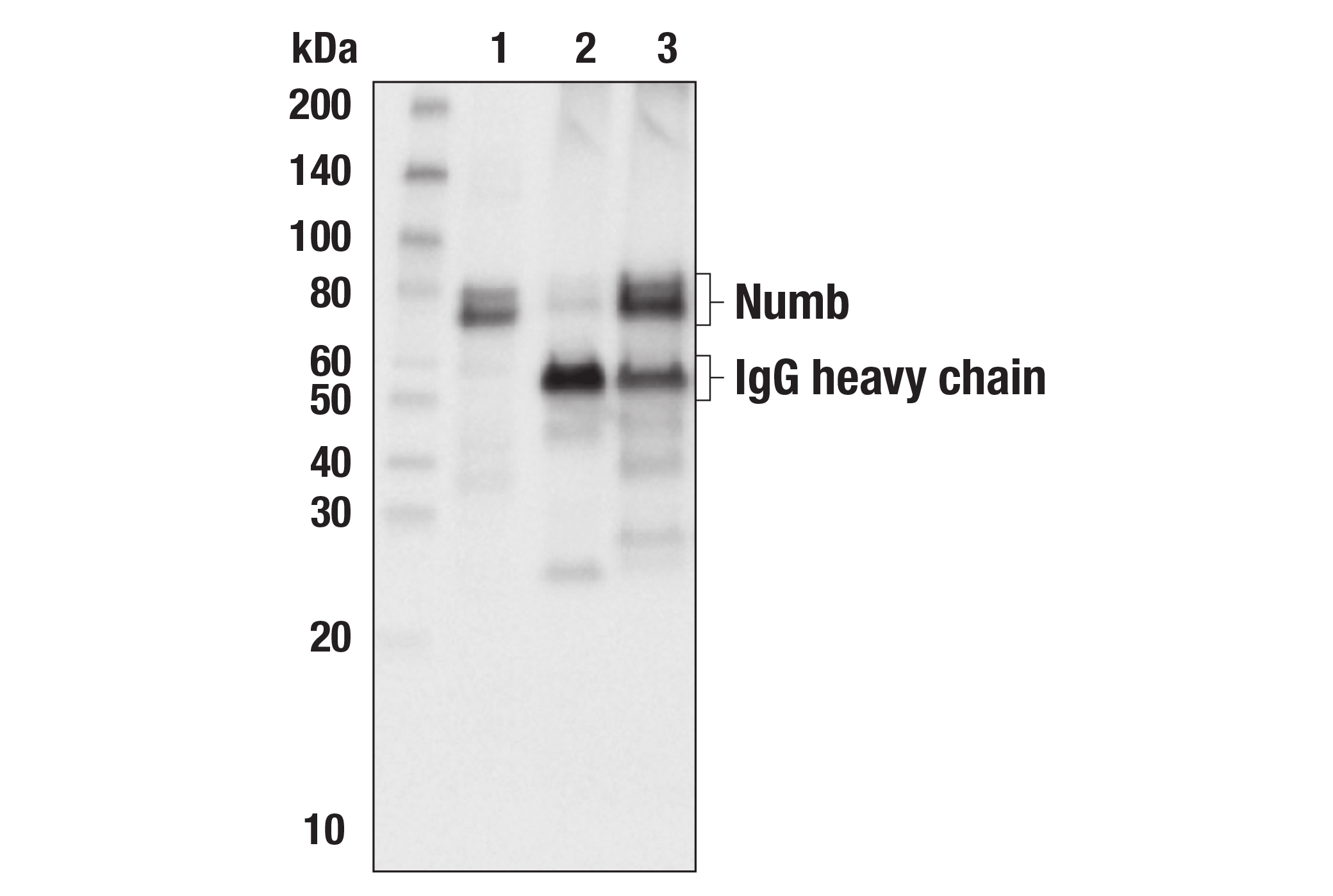  Image 11: Notch Receptor Interaction Antibody Sampler Kit