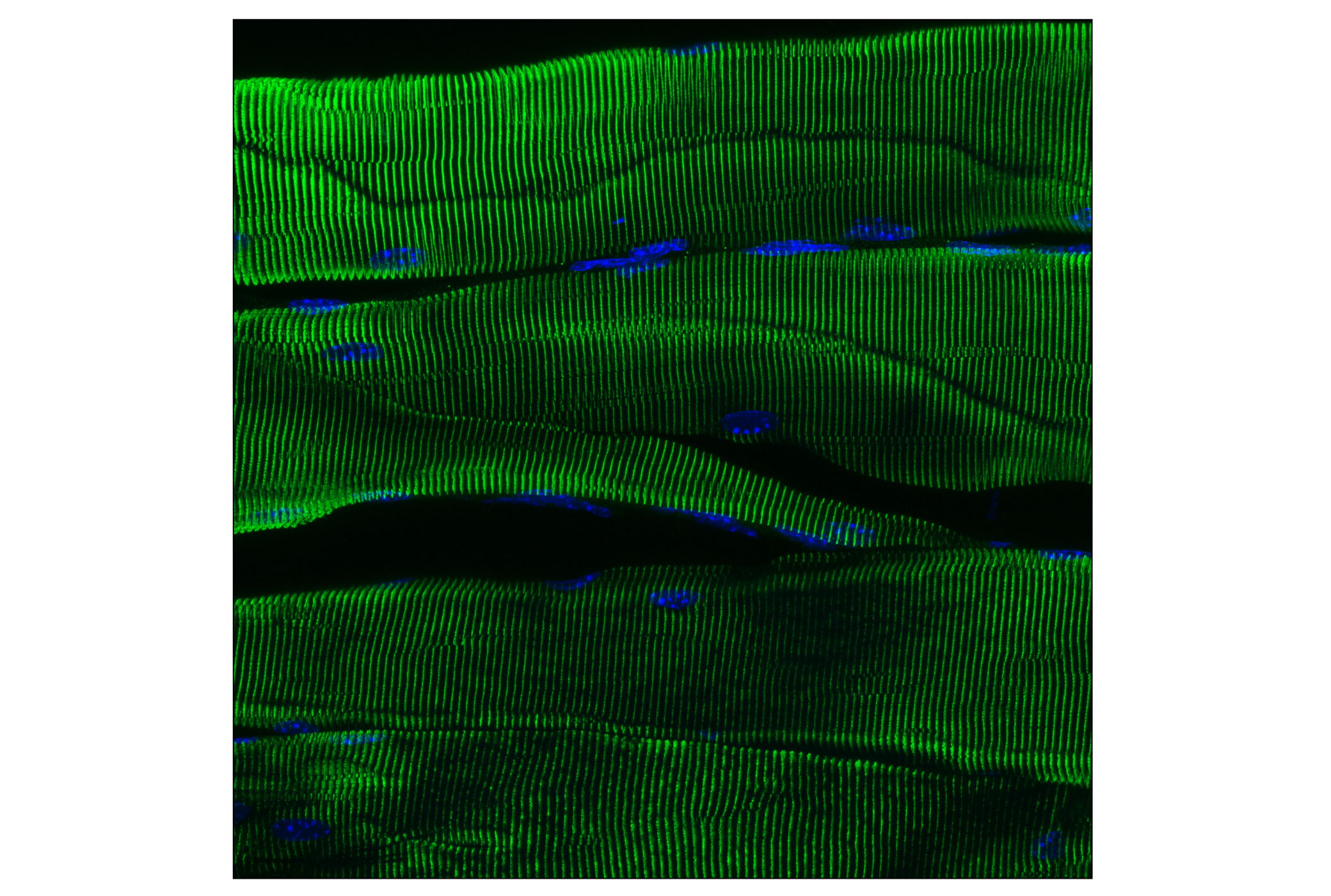 Immunofluorescence Image 3: Numb (C29G11) Rabbit mAb