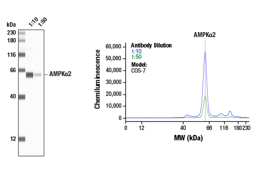  Image 1: AMPK Subunit Antibody Sampler Kit