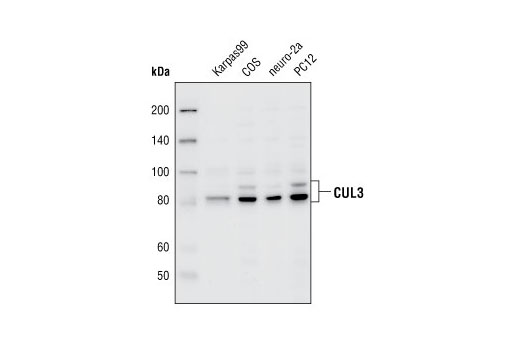 Western Blotting Image 1: CUL3 Antibody