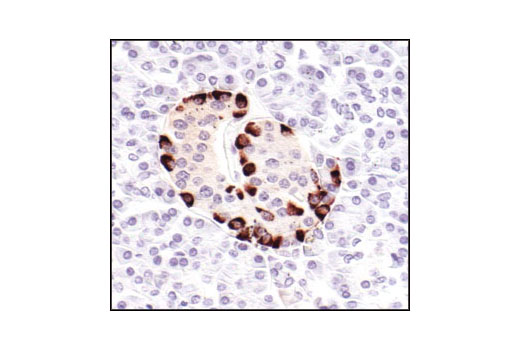 Immunohistochemistry Image 1: Glucagon Antibody
