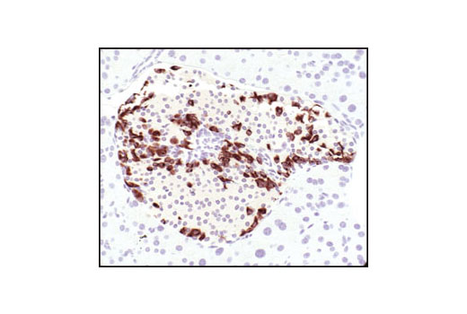 Immunohistochemistry Image 2: Glucagon Antibody