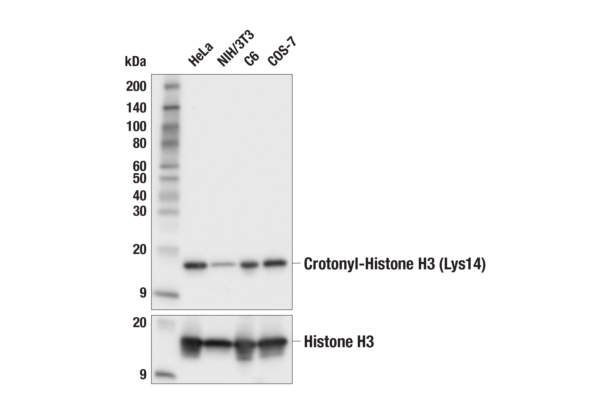 Western Blotting Image 1: Crotonyl-Histone H3 (Lys14) (E9X3B) Rabbit mAb