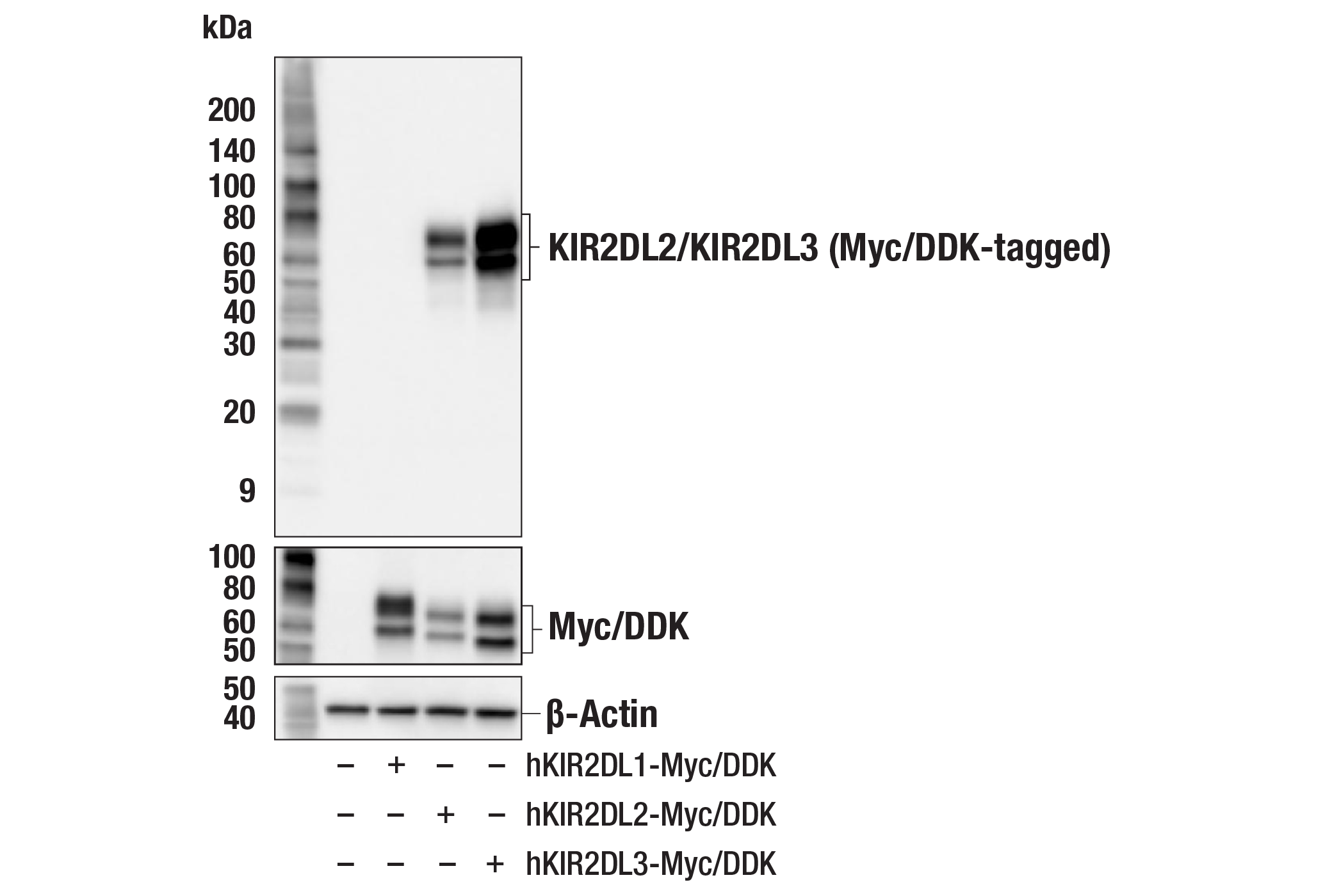 Western Blotting Image 2: KIR2DL2/KIR2DL3 (F1D9K) Rabbit Monoclonal Antibody