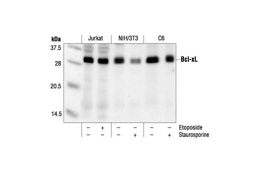 Western Blotting Image 1: Bcl-xL Antibody