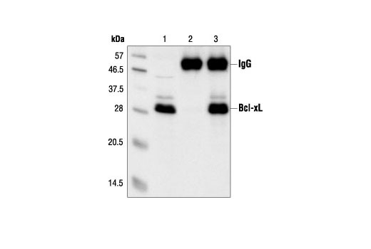 Immunoprecipitation Image 1: Bcl-xL Antibody