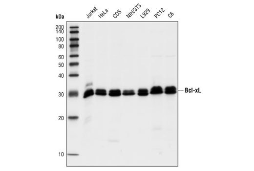  Image 1: Pro-Survival Bcl-2 Family Antibody Sampler Kit