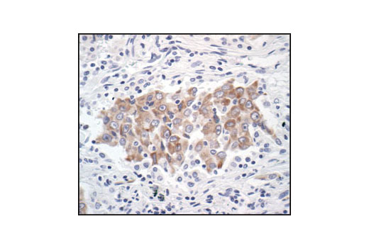 Immunohistochemistry Image 1: Bcl-xL (54H6) Rabbit mAb