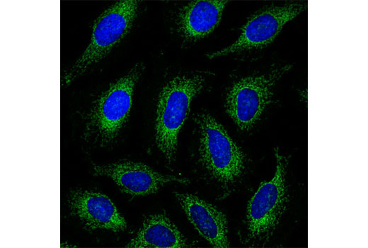 Immunofluorescence Image 1: Bcl-xL (54H6) Rabbit mAb