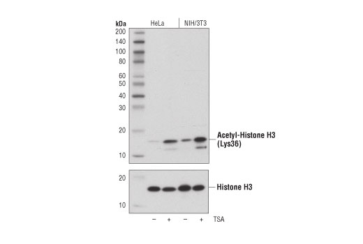 Western Blotting Image 1: Acetyl-Histone H3 (Lys36) (D9T5Q) Rabbit mAb