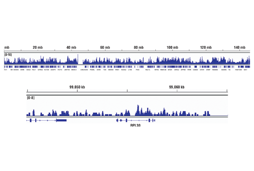 Chromatin Immunoprecipitation Image 2: Acetyl-Histone H3 (Lys36) (D9T5Q) Rabbit mAb