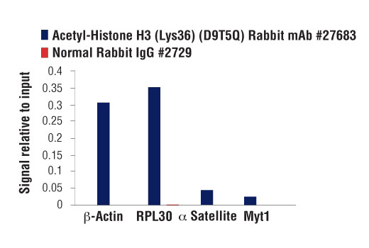 Chromatin Immunoprecipitation Image 3: Acetyl-Histone H3 (Lys36) (D9T5Q) Rabbit mAb