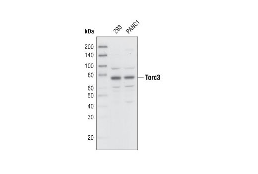 Western Blotting Image 1: TORC3/CRTC3 Antibody