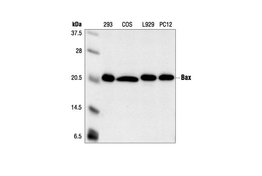 Western Blotting Image 2: Bax Antibody