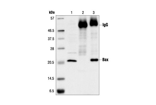 Immunoprecipitation Image 1: Bax Antibody