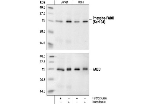 Western Blotting Image 1: Phospho-FADD (Ser194) Antibody (Human Specific)