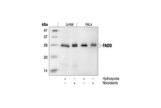 Western Blotting Image 1: FADD Antibody (Human Specific)