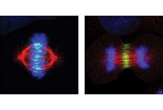 Immunofluorescence Image 1: INCENP (A841) Antibody