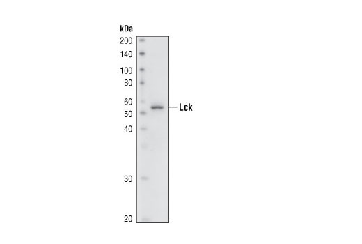  Image 4: T Cell Signaling Antibody Sampler Kit