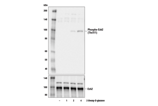 Western Blotting Image 1: Phospho-Ezh2 (Thr311) Antibody