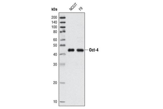 Western Blotting Image 1: Oct-4 (V241) Antibody