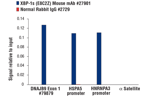 Chromatin Immunoprecipitation Image 3: XBP-1s (E8C2Z) Mouse mAb