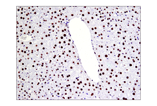 Immunohistochemistry Image 5: Phospho-ATF-2 (Thr71)/ATF-7 (Thr53) (E4A5G) XP®Rabbit mAb