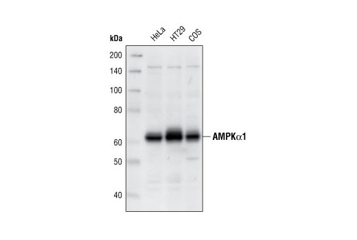 Western Blotting Image 1: AMPKα1 Antibody
