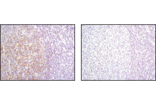 Immunohistochemistry Image 2: Lyn (C13F9) Rabbit mAb