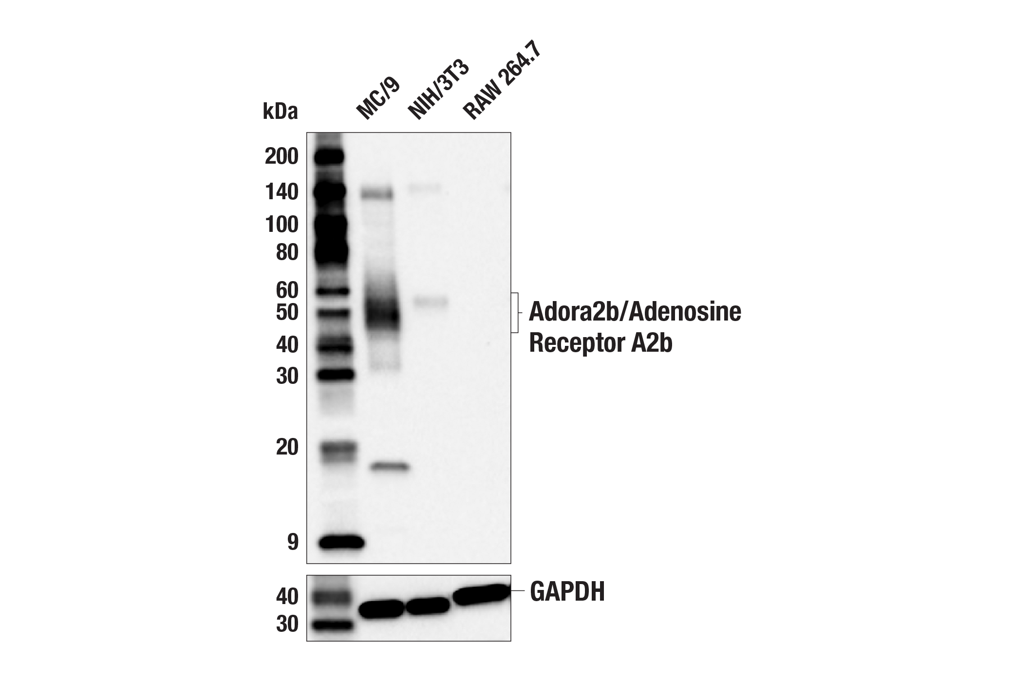 Western Blotting Image 1: Adora2b/Adenosine Receptor A2b (E8V7W) Rabbit mAb