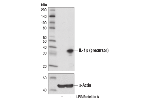 Western Blotting Image 2: IL-1β (3A6) Mouse mAb (BSA and Azide Free)