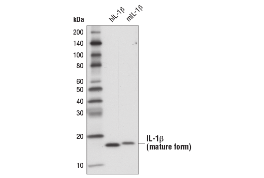 Western Blotting Image 3: IL-1β (3A6) Mouse mAb (BSA and Azide Free)