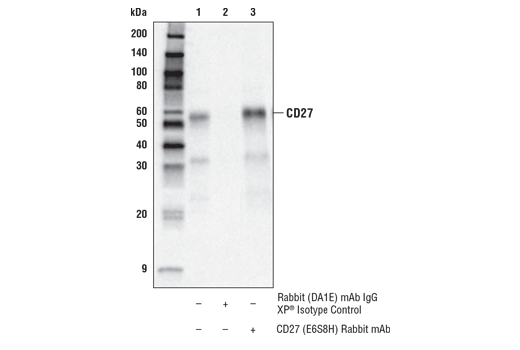 Immunoprecipitation Image 1: CD27 (E6S8H) Rabbit mAb