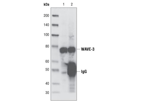 Immunoprecipitation Image 1: WAVE-3 Antibody