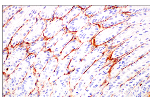 Immunohistochemistry Image 4: TMEM119 (E3W5L) Rabbit mAb (BSA and Azide Free)
