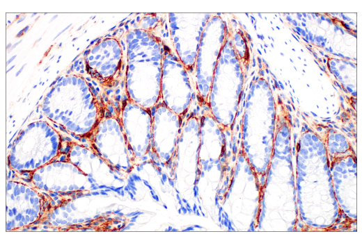 Immunohistochemistry Image 1: TMEM119 (E3W5L) Rabbit mAb (BSA and Azide Free)