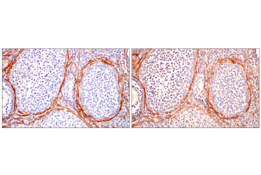 Immunohistochemistry Image 7: TMEM119 (E3W5L) Rabbit mAb (BSA and Azide Free)