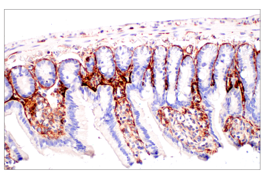 Immunohistochemistry Image 6: TMEM119 (E3W5L) Rabbit mAb (BSA and Azide Free)