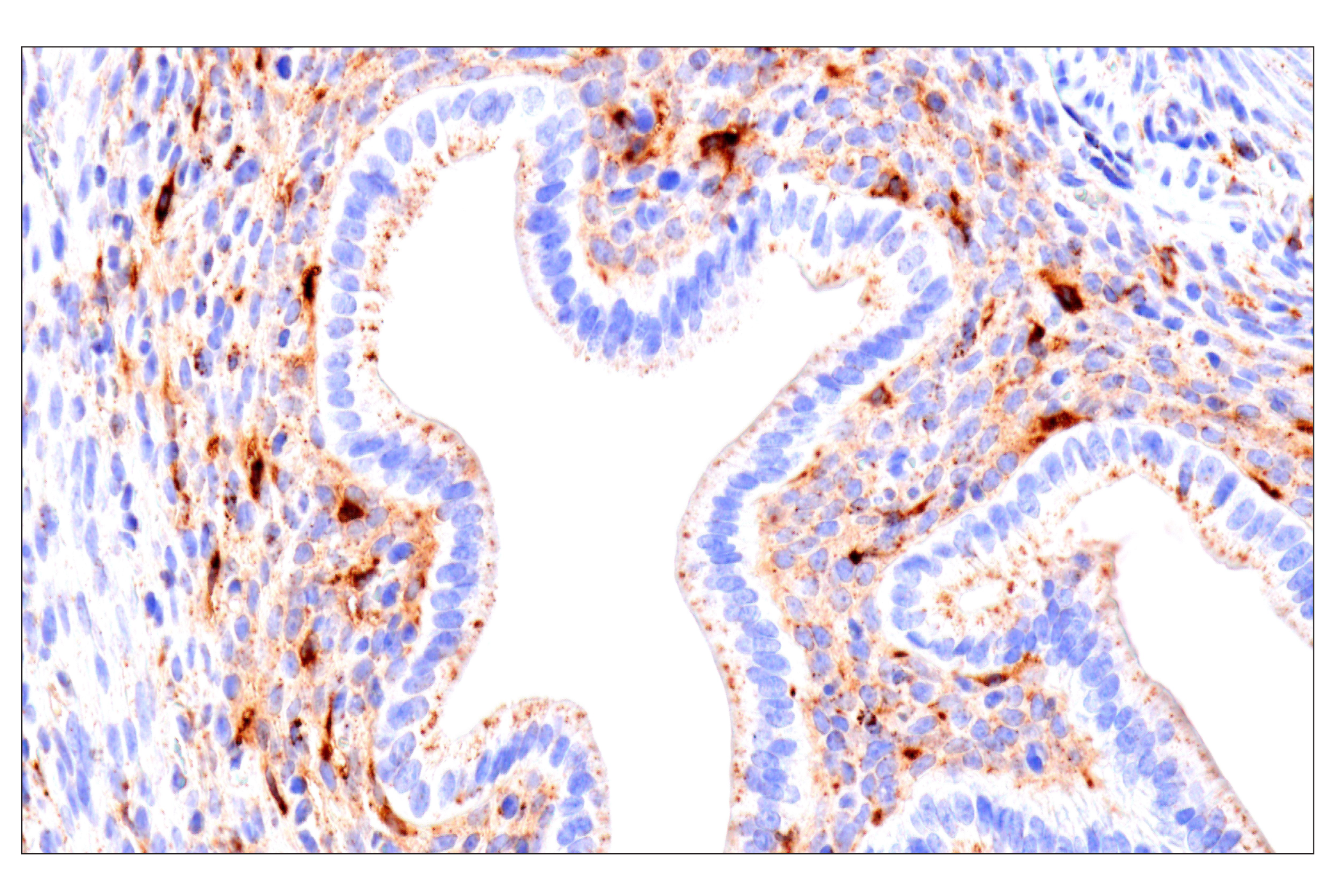 Immunohistochemistry Image 5: HEXB (E9X5S) Rabbit mAb (BSA and Azide Free)